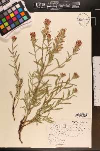 Castilleja pruinosa image