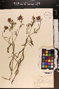 Castilleja pruinosa image