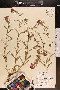 Castilleja pruinosa image