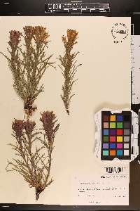 Castilleja purpurea image