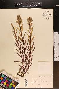 Castilleja septentrionalis image