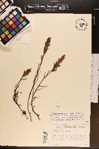 Castilleja rhexiifolia image