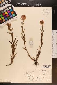 Castilleja rhexiifolia image