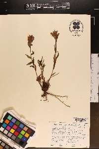 Castilleja rhexiifolia image