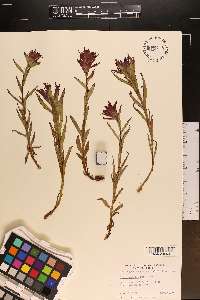 Castilleja rhexiifolia image