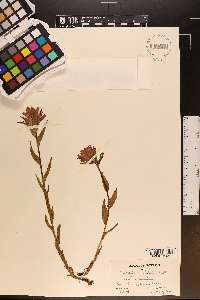 Castilleja rhexiifolia image