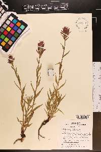 Castilleja rhexiifolia image