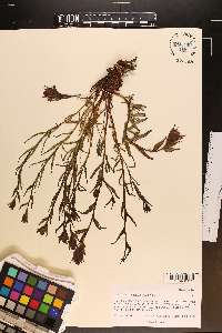 Castilleja rhexiifolia image