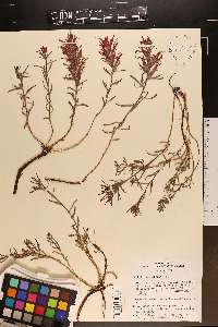 Castilleja scabrida image