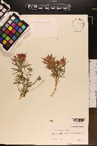 Castilleja scabrida image