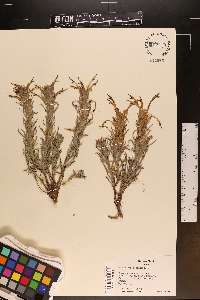 Castilleja sessiliflora image