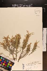 Castilleja sessiliflora image