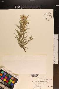 Castilleja sessiliflora image