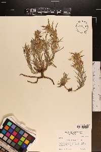 Castilleja sessiliflora image