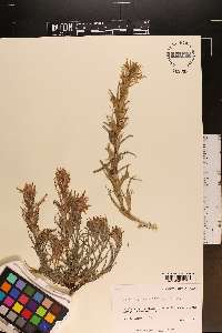 Castilleja sessiliflora image