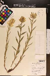 Castilleja sulphurea image