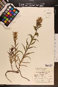 Castilleja unalaschcensis image