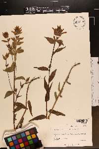 Castilleja unalaschcensis image