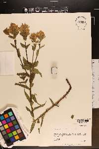 Castilleja unalaschcensis image