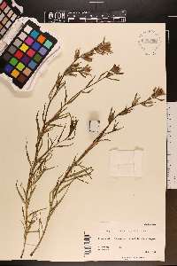 Castilleja unalaschcensis image