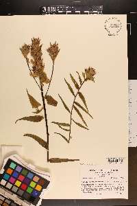 Castilleja unalaschcensis image
