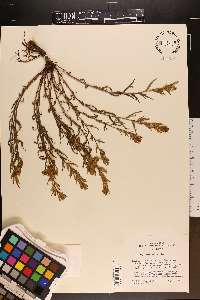 Castilleja viscidula image