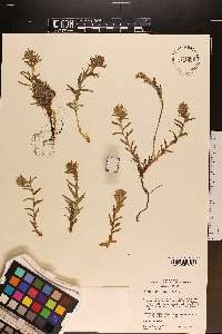 Castilleja viscidula image