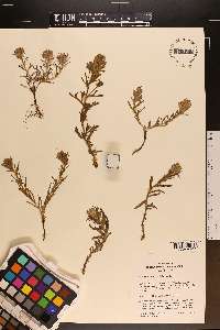 Castilleja viscidula image