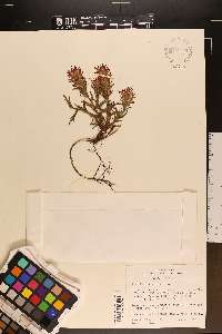 Castilleja viscidula image