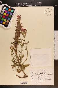 Castilleja affinis image