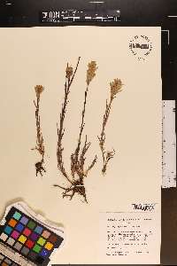 Castilleja aquariensis image