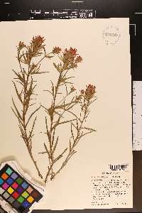 Castilleja rustica image