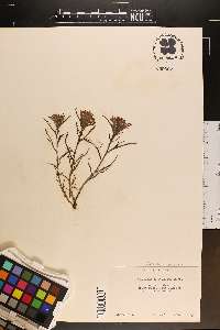 Castilleja rhexiifolia image