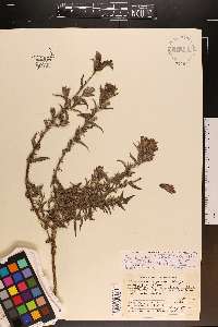 Castilleja parviflora image