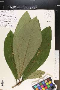 Magnolia tripetala image