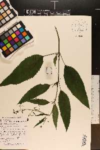 Scrophularia marilandica image