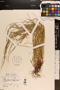 Carex jamesii image