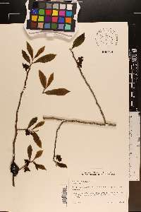 Asimina x piedmontana image