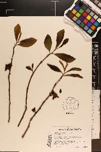 Asimina x piedmontana image