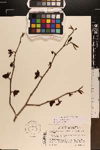 Asimina x piedmontana image
