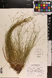 Carex leptalea var. harperi image