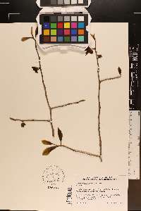 Asimina x piedmontana image