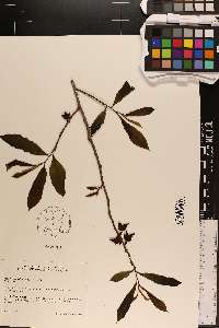 Asimina x piedmontana image