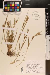Carex flaccosperma image