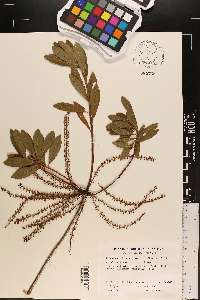 Cyrilla racemiflora image