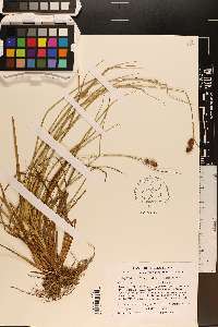 Carex bushii image