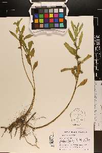 Hydrolea quadrivalvis image