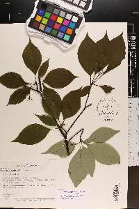 Cornus alternifolia image
