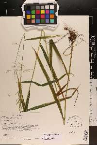 Cinna latifolia image