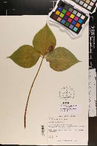 Trillium undulatum image